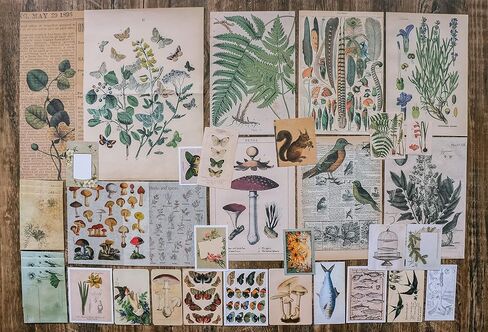 كنايد مجموعة ملصقات سجل القصاصات العتيقة، ملصقات ورقية للنباتات الزخرفية وزهرة وفراشة وفطر، مجموعة رترو طبيعية لمجلة غير المرغوب فيها والفنون والحرف اليدوية والالبوم والمجلات والمخططات in Kuwait