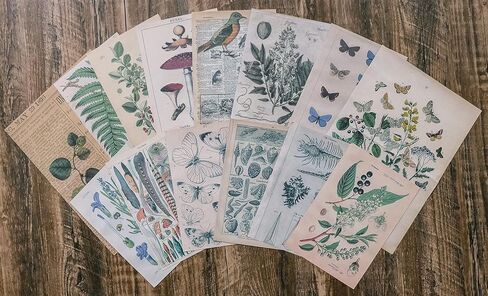 كنايد مجموعة ملصقات سجل القصاصات العتيقة، ملصقات ورقية للنباتات الزخرفية وزهرة وفراشة وفطر، مجموعة رترو طبيعية لمجلة غير المرغوب فيها والفنون والحرف اليدوية والالبوم والمجلات والمخططات in Kuwait