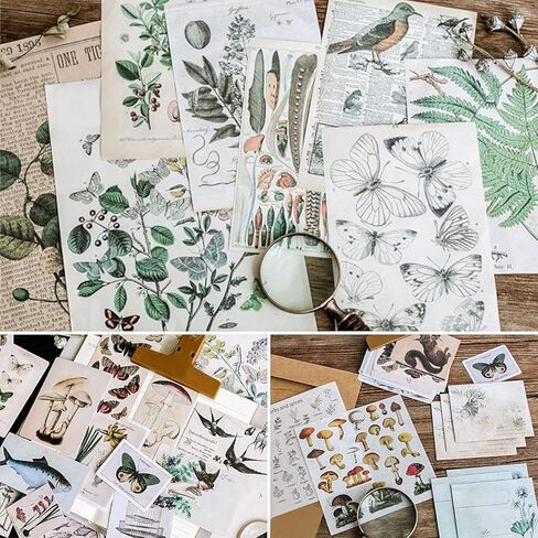كنايد مجموعة ملصقات سجل القصاصات العتيقة، ملصقات ورقية للنباتات الزخرفية وزهرة وفراشة وفطر، مجموعة رترو طبيعية لمجلة غير المرغوب فيها والفنون والحرف اليدوية والالبوم والمجلات والمخططات in Kuwait