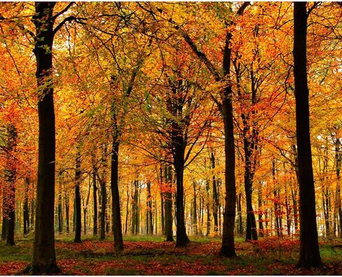 Tree of life Painting Paint by Number Kits 16 x 20 inch Romantic Heart Canvas DIY Red Rose Daisy Painting for Kids Adults Beginner with Brushes and Wildflower Floral Acrylic Art Gift(Without Frame) in Kuwait