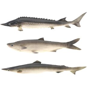 Gresorth 3 PCS Sea Creatures Fake Shark Artificial Chinese Sturgeon Fish Wall Hanging Food Toy Model for Home Party Kitchen Christmas Photography Prop