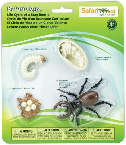 Safari Ltd. Life Cycle of a Stag Beetle - Educational Toy Figurines - Miniature Beetle Lifecycle Collection for Boys, Girls & Kids Age 4+ in Saudi Arabia