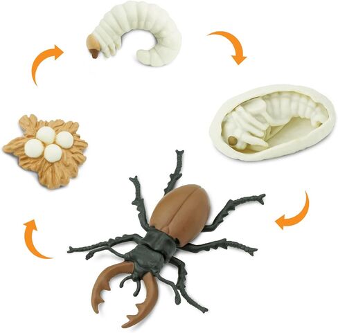 Safari Ltd. Life Cycle of a Stag Beetle - Educational Toy Figurines - Miniature Beetle Lifecycle Collection for Boys, Girls & Kids Age 4+ in Saudi Arabia