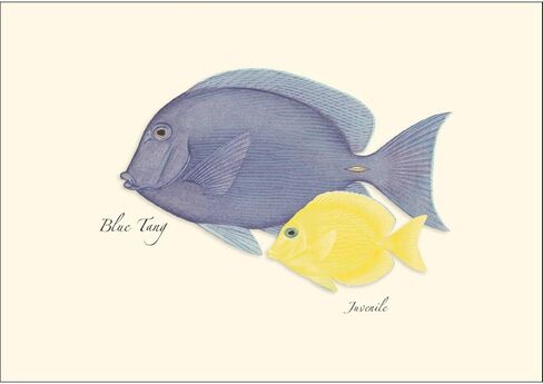 Earth Sky + Water - Reef Fish Assortment Notecard Set - 8 Blank Cards with Envelopes (4 each of 2 styles) in Saudi Arabia