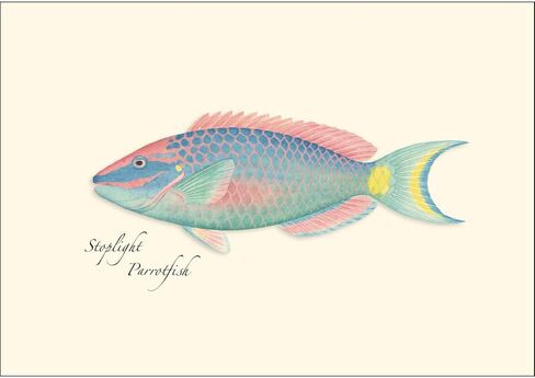 Earth Sky + Water - Reef Fish Assortment Notecard Set - 8 Blank Cards with Envelopes (4 each of 2 styles) in Saudi Arabia