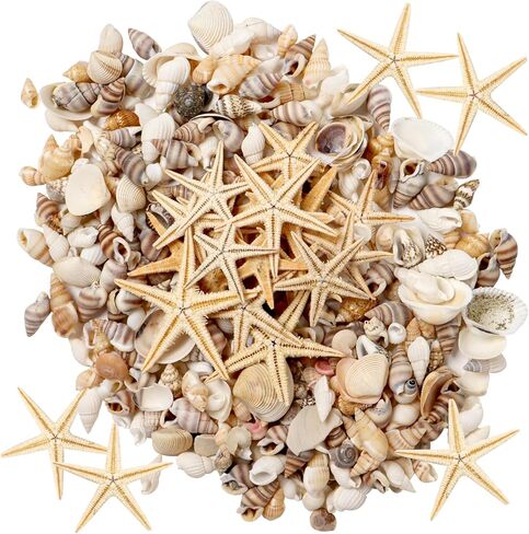 Popokk مختلطة شاطئ الصدف نجم البحر قذائف البحر الصغيرة مختلطة المحيط شاطئ الصدف، نجم البحر الطبيعي لديكورات المنزل، حزب موضوع الشاطئ، صناعة الشموع، ديكور الزفاف، الحرف اليدوية DIY، خزان الأسماك و in Kuwait