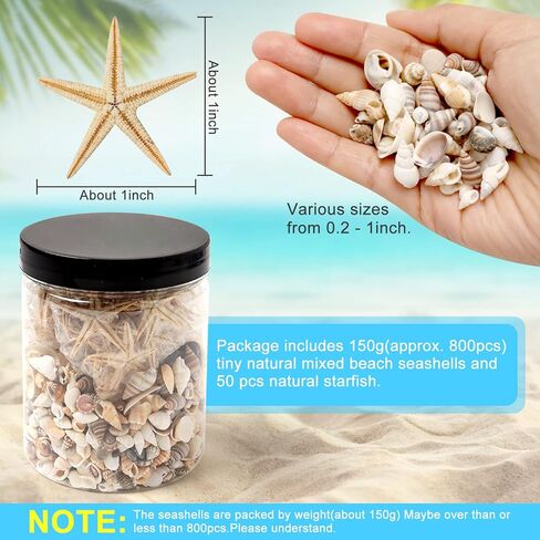 Popokk مختلطة شاطئ الصدف نجم البحر قذائف البحر الصغيرة مختلطة المحيط شاطئ الصدف، نجم البحر الطبيعي لديكورات المنزل، حزب موضوع الشاطئ، صناعة الشموع، ديكور الزفاف، الحرف اليدوية DIY، خزان الأسماك و in Kuwait