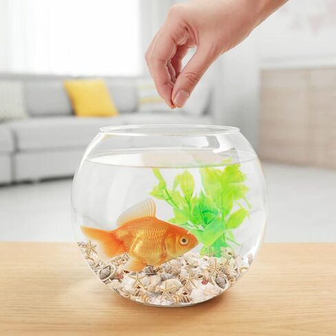 Popokk مختلطة شاطئ الصدف نجم البحر قذائف البحر الصغيرة مختلطة المحيط شاطئ الصدف، نجم البحر الطبيعي لديكورات المنزل، حزب موضوع الشاطئ، صناعة الشموع، ديكور الزفاف، الحرف اليدوية DIY، خزان الأسماك و in Kuwait