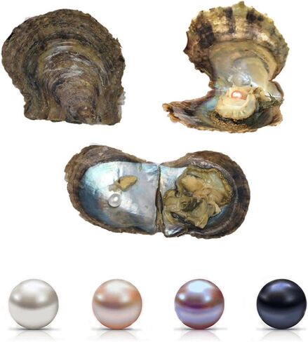 4PC Saltwater Pearl Cultured Love Wish Akoya PearlOyster with Pearl Inside for Pearl Gift Fun for Children Family Friends PartyOyster with Pearls Inside(7-8mm, 4PC) in Kuwait