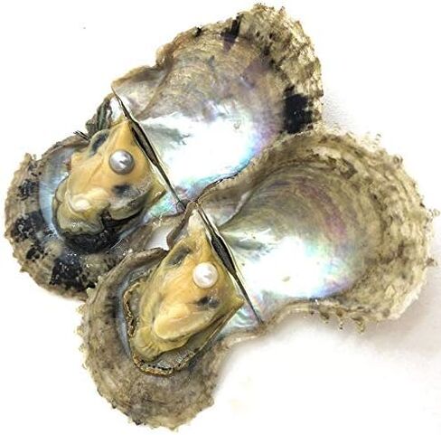 4PC Saltwater Pearl Cultured Love Wish Akoya PearlOyster with Pearl Inside for Pearl Gift Fun for Children Family Friends PartyOyster with Pearls Inside(7-8mm, 4PC) in Kuwait
