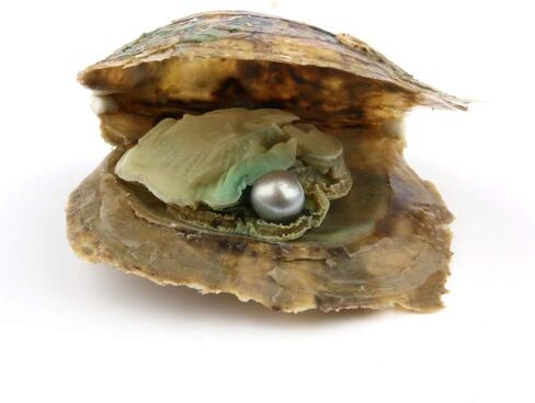 4PC Saltwater Pearl Cultured Love Wish Akoya PearlOyster with Pearl Inside for Pearl Gift Fun for Children Family Friends PartyOyster with Pearls Inside(7-8mm, 4PC) in Kuwait