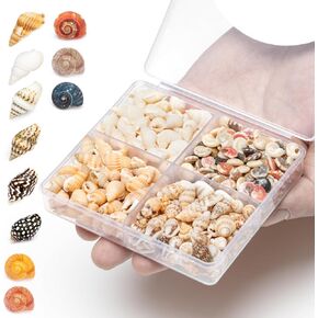 Tiny Sea Shells for Decorating 4 Types, Natural Shells in Rich Colors, Seashells for Crafts DIY, Resin Décor, Resin Art, Mosaic Art, Small Vase Filler, Bottle Ornament, Wall Art and Beach Décor in Kuwait