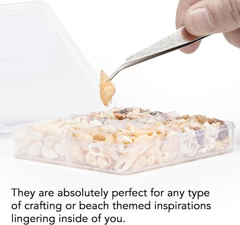 اصداف بحرية صغيرة للتزيين من 4 انواع، اصداف طبيعية بالوان غنية، اصداف بحرية للحرف اليدوية، ديكور الراتنج، فن الفسيفساء، حشو مزهرية صغيرة، زخرفة زجاجة، فن الحائط، ديكور الشاطئ in Kuwait