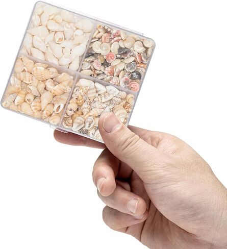 اصداف بحرية صغيرة للتزيين من 4 انواع، اصداف طبيعية بالوان غنية، اصداف بحرية للحرف اليدوية، ديكور الراتنج، فن الفسيفساء، حشو مزهرية صغيرة، زخرفة زجاجة، فن الحائط، ديكور الشاطئ in Kuwait