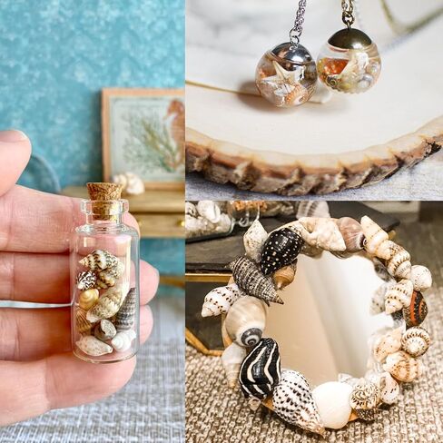 اصداف بحرية صغيرة للتزيين من 4 انواع، اصداف طبيعية بالوان غنية، اصداف بحرية للحرف اليدوية، ديكور الراتنج، فن الفسيفساء، حشو مزهرية صغيرة، زخرفة زجاجة، فن الحائط، ديكور الشاطئ in Kuwait