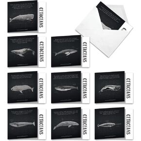 The Best Card Company - 10 Blank Note Cards with Envelopes (4 x 5.12 Inch) - Black & White Photos, Bulk Boxed Set - Falling Waters M3312