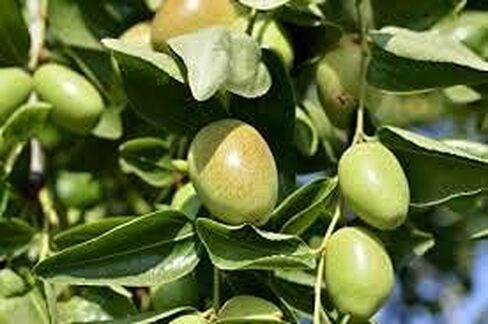 خرز جوجوبا (طبيعي) 4 اونصة - خرز حمام من شمع الجوجوبا النقي بنسبة 100% من اللؤلؤ لتقشير الوجه ومستلزمات صنع الصابون in Kuwait