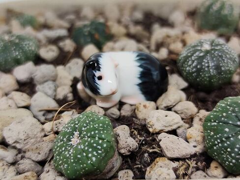 SSJSHOP Guinea Pig Miniature Dollhouse Figurines Ceramic Hand Painted Animaals Collectible Small Gift Home Garden Decor, White Squat in Kuwait
