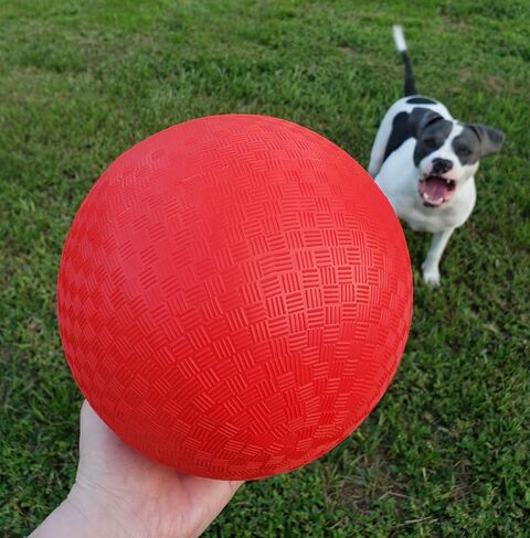 تيرجي 20 قطعة من كرات الملعب 9 انش مطاطية حمراء قابلة للنفخ كرات دودجبول مع مضخة هواء للاطفال والكبار وكرة دودج وكرة اليد والمخيمات والمدارس in Kuwait