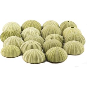Sea Urchin | 18 Green Sea Urchin Shell | 18 Green Sea Urchin Shells for Craft and Decor | Plus Free Nautical eBook by Joseph Rains