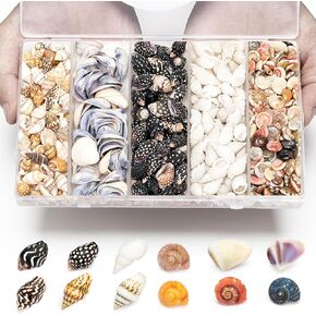Natural Tiny Shells Mix, 5 Types of 0.5-inch Natural Beach Sea Shell for Resin Projects, Vase Filler, Art Crafts Jewellery and Home/Wedding Table Decoration Display. in Kuwait
