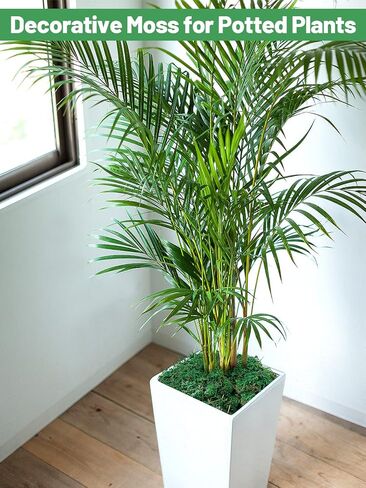 Alphatool 35OZ Large Capacity Fake Moss for Crafts - Artificial Moss for Potted Plants Indoor, Faux Fresh Green Moss Decor for Micro-Landscape Terrarium in Kuwait