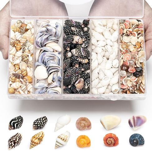 Natural Tiny Shells Mix, 5 Types of 0.5-inch Natural Beach Sea Shell for Resin Projects, Vase Filler, Art Crafts Jewellery and Home/Wedding Table Decoration Display. in Kuwait