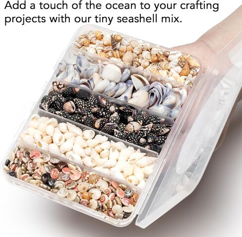 Natural Tiny Shells Mix, 5 Types of 0.5-inch Natural Beach Sea Shell for Resin Projects, Vase Filler, Art Crafts Jewellery and Home/Wedding Table Decoration Display. in Kuwait