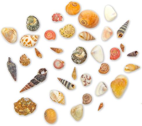 Juvale Tiny Craft Spiral Seashells for DIY Crafts, Home Decor (0.4-1 Inches, 180 Grams) in Saudi Arabia
