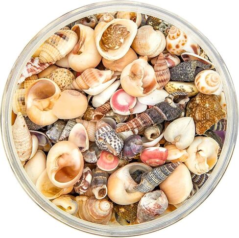 Juvale Tiny Craft Spiral Seashells for DIY Crafts, Home Decor (0.4-1 Inches, 180 Grams) in Saudi Arabia