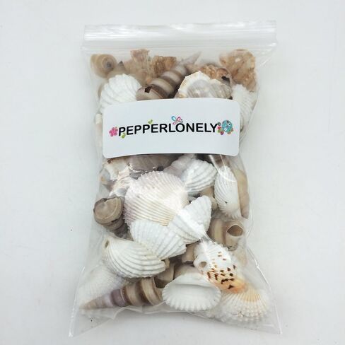 PEPPERLONELY قذائف البحر الصغيرة المحفورة، 6 أونصة تقريبًا. أكثر من 60 غطاء كمبيوتر شخصي، مقاس 1-1/2 بوصة in Kuwait
