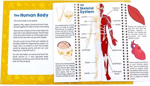 Junior Learning JL647 Anatomy Flips, Multi in Saudi Arabia