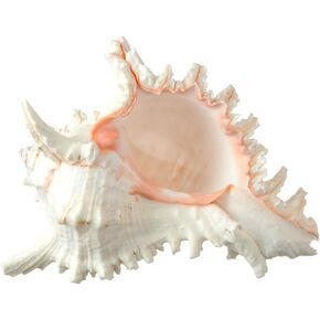 Murex Ramosus Shell - Real Murex Sea Shell Large 7-9" - Large Sea Shells - Large Sea Shells for Decorating - Jumbo Sea Shell - Seashell Big - Sea Shells Real - Home Decor
