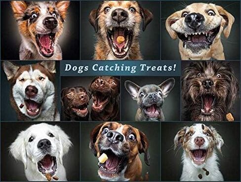 Buffalo Games - Catching The Perfect Treat - 750 Piece Jigsaw Puzzle, 24"L X 18"W in Saudi Arabia