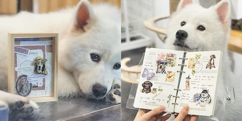 180 قطعة من ملصقات الكلاب اللطيفة 6 موضوعات مع المسترد الذهبي، كلب الراعي، البلدغ، تيدي، بيغل، روتويللر جرو هزلي ملصقات ذاتية اللصق للأطفال ألعاب هدايا للأولاد والبنات زجاجة مياه كمبيوتر محمول، لوح تزلج، لوازم حفلات أعياد الميلاد Scarpbooki in Kuwait