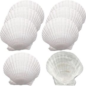 أصداف سكالوب Miraclekoo للحرف اليدوية، طلاء صدفي أبيض، صدف طبيعي بالجملة لديكور المنزل 2.5-3 بوصات، مجموعة من 20 in Kuwait