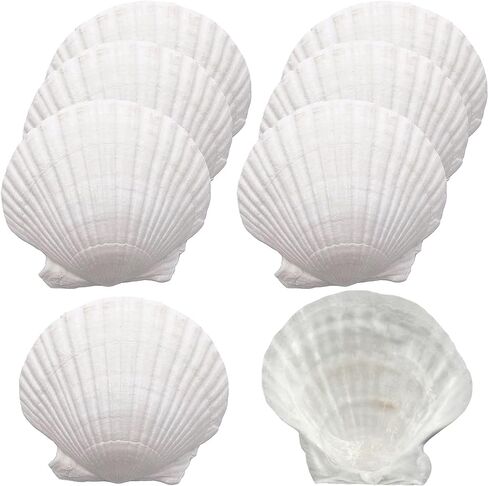 أصداف سكالوب Miraclekoo للحرف اليدوية، طلاء صدفي أبيض، صدف طبيعي بالجملة لديكور المنزل 2.5-3 بوصات، مجموعة من 20 in Kuwait