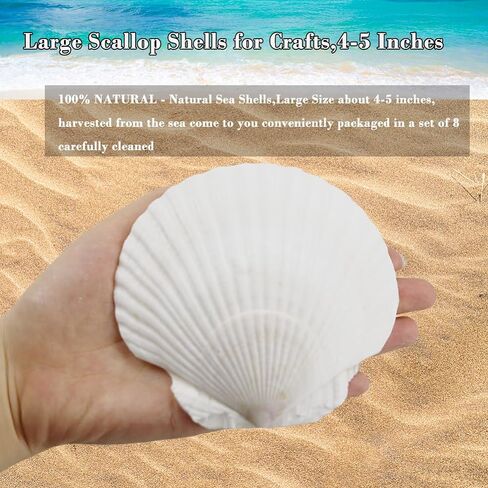 أصداف سكالوب Miraclekoo للحرف اليدوية، طلاء صدفي أبيض، صدف طبيعي بالجملة لديكور المنزل 2.5-3 بوصات، مجموعة من 20 in Kuwait