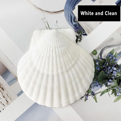 أصداف سكالوب Miraclekoo للحرف اليدوية، طلاء صدفي أبيض، صدف طبيعي بالجملة لديكور المنزل 2.5-3 بوصات، مجموعة من 20 in Kuwait