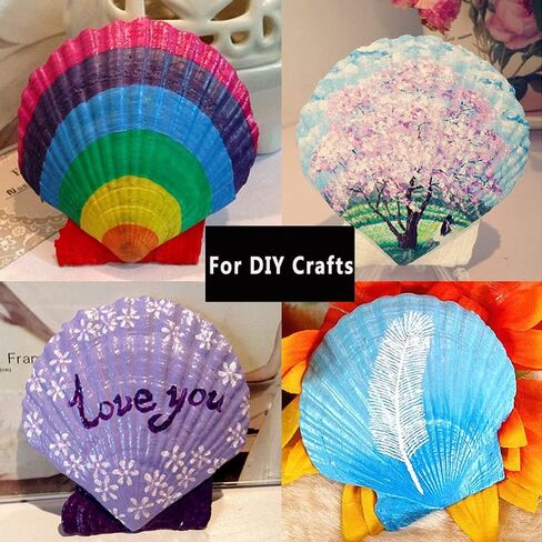 أصداف سكالوب Miraclekoo للحرف اليدوية، طلاء صدفي أبيض، صدف طبيعي بالجملة لديكور المنزل 2.5-3 بوصات، مجموعة من 20 in Kuwait