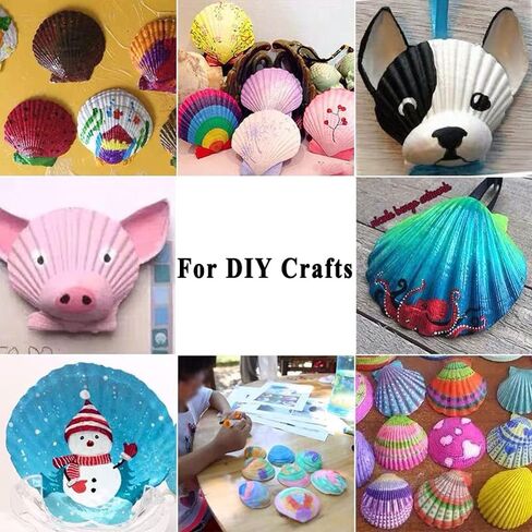 أصداف سكالوب Miraclekoo للحرف اليدوية، طلاء صدفي أبيض، صدف طبيعي بالجملة لديكور المنزل 2.5-3 بوصات، مجموعة من 20 in Kuwait