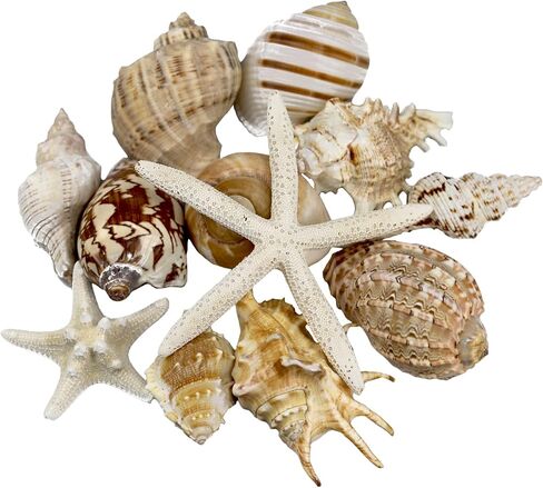 12 قطعة من اصداف البحر الكبيرة المختلطة على الشاطئ ونجم البحر، اصداف بحرية ملونة طبيعية حتى 7.1 انش، مثالية لحفلات الشاطئ وديكور المنزل والحرف اليدوية وحوض الاسماك وحشو المزهرية in Kuwait