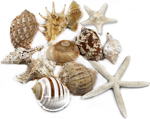 12 قطعة من اصداف البحر الكبيرة المختلطة على الشاطئ ونجم البحر، اصداف بحرية ملونة طبيعية حتى 7.1 انش، مثالية لحفلات الشاطئ وديكور المنزل والحرف اليدوية وحوض الاسماك وحشو المزهرية in Kuwait