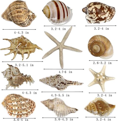 12 قطعة من اصداف البحر الكبيرة المختلطة على الشاطئ ونجم البحر، اصداف بحرية ملونة طبيعية حتى 7.1 انش، مثالية لحفلات الشاطئ وديكور المنزل والحرف اليدوية وحوض الاسماك وحشو المزهرية in Kuwait