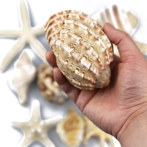 12 قطعة من اصداف البحر الكبيرة المختلطة على الشاطئ ونجم البحر، اصداف بحرية ملونة طبيعية حتى 7.1 انش، مثالية لحفلات الشاطئ وديكور المنزل والحرف اليدوية وحوض الاسماك وحشو المزهرية in Kuwait