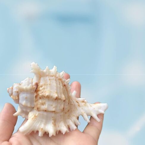 12 قطعة من اصداف البحر الكبيرة المختلطة على الشاطئ ونجم البحر، اصداف بحرية ملونة طبيعية حتى 7.1 انش، مثالية لحفلات الشاطئ وديكور المنزل والحرف اليدوية وحوض الاسماك وحشو المزهرية in Kuwait