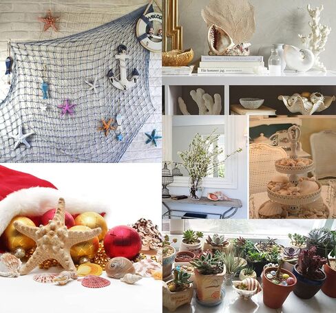 12 قطعة من اصداف البحر الكبيرة المختلطة على الشاطئ ونجم البحر، اصداف بحرية ملونة طبيعية حتى 7.1 انش، مثالية لحفلات الشاطئ وديكور المنزل والحرف اليدوية وحوض الاسماك وحشو المزهرية in Kuwait