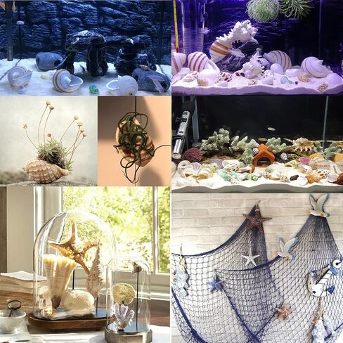 12 قطعة من اصداف البحر الكبيرة المختلطة على الشاطئ ونجم البحر، اصداف بحرية ملونة طبيعية حتى 7.1 انش، مثالية لحفلات الشاطئ وديكور المنزل والحرف اليدوية وحوض الاسماك وحشو المزهرية in Kuwait