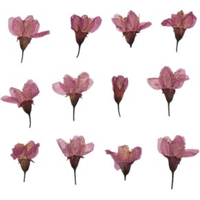 12pcs Natural Dried Flowers Real Flower Pressed Sakura Flower Scrapbooking Embellishments for DIY Resin Ornament Crafts Candle Making in Saudi Arabia