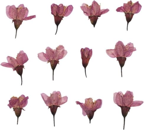 12pcs Natural Dried Flowers Real Flower Pressed Sakura Flower Scrapbooking Embellishments for DIY Resin Ornament Crafts Candle Making in Saudi Arabia